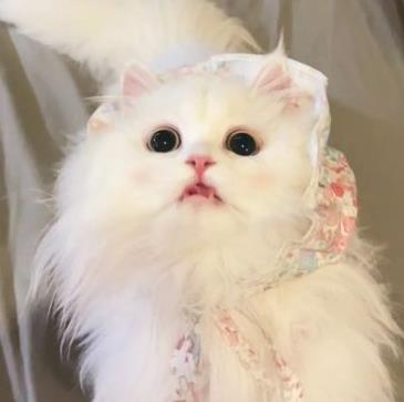 可爱又很萌的小猫咪头像迷人